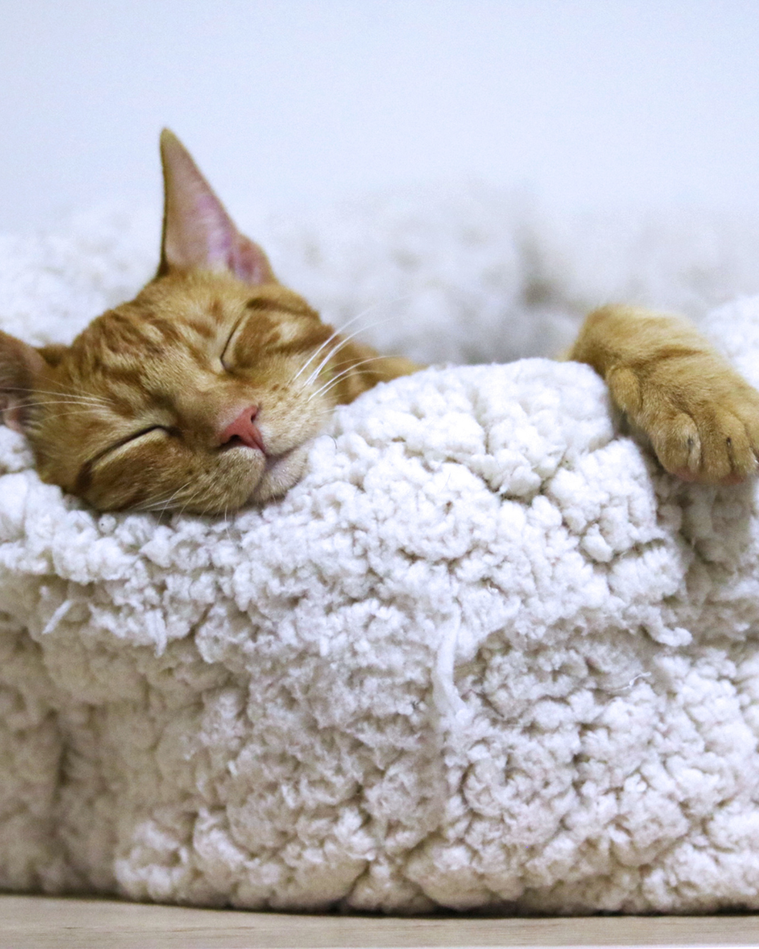Peaceful orange tabby cat sleeping on white fluffy blankets